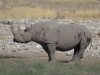 Black rhino