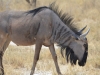 Blue wildebeest