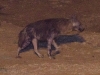Brown hyena
