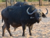 Buffalo