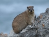 Rock hyrax