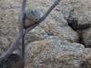 Dassie rat