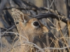 Damara dik-dik