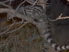 Small spotted genet