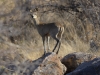 Klipspringer