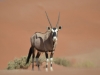 Oryx