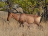 Red haartebeest