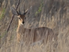 Steenbok