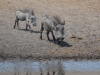 Warthog