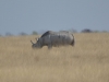 White rhino