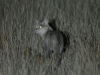 African wildcat