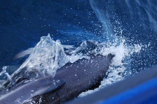 A dusky dolphin rides the bow wave of our whale-watching boat at Kaikoura
