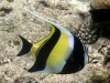 Another world of wonder waits beneath the waves, on the best reefs we\'ve found so far