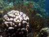 Ooo... brain coral.