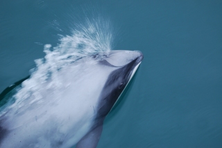 The charming little Hector's Dolphin, beautifully patterned and very quiet in the water