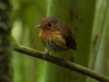 Ant-pitta #1, the Ochre-breasted Ant-pitta, like all the ant-pittas is only found hopping about the dark forest floor
