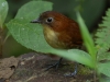 Ant-pitta #4, and the toughest one to find on the day, the Yellow-breasted Ant-pitta