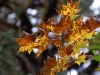 Maple leaves