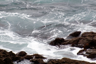 That shadow in the water is the little marine otter - we couldn't believe the ferocious surf and rocks he was paddling through