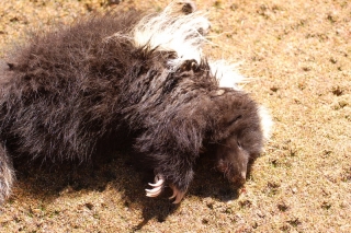 Go out for Chinese in Arica? I'd rather eat a dead skunk