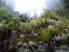 Even sodden the beauty of the forest was there to appreciate. Appreciation was waning after three hours though...