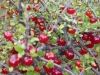 Bright red berries. Danger - do not eat! The white ones are cloudberries, and edible (but not so photogenic)