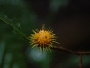 To be honest, I don\'t know if this is a fruit or a fungus or the home of some bizarre animal