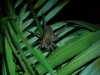 However this Wolf Spider is a very different story - aggressive and seriously venomous