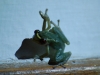 Amphibians were the first primitive vertebrates to crawl out of the sea, although these jungle frogs look beautifully made and anything but primitive