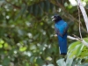 Final bird, promise. The White-tailed Trogon