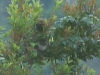 Or this Three-toed Sloth, forty metres up in the canopy. It\'s there if you look closely enough...