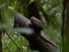 And this little chap is the smallest monkey in the world, the tiny Pygmy Marmoset