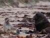 \'Are you looking at my bum? Shoo! Go away!\'