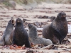 \'We are fam-i-ly!\'