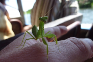 We found this stowaway on Maureen's face, but rather than make him walk the plank we kept him safe until we found somewhere to put him ashore