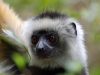 Diademed sifaka