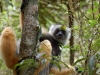 Diademed sifaka