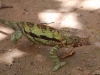 Chameleon