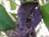 Leaf-tailed gecko