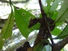 Leaf-tailed gecko
