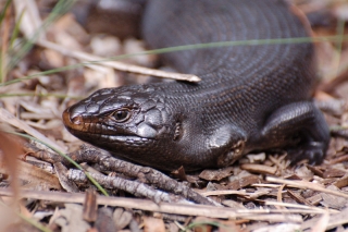 A giant skink, encountered on a stroll. Now if only I could think of a good way to cook him, that'd be one dinner sorted...