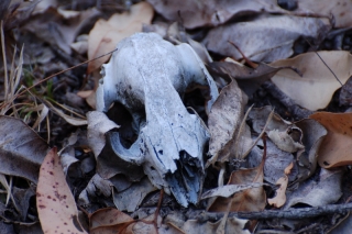 The main threat to Australia's marsupials is invasive animals, cats and foxes and the cane toad