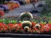 The gardens are full of eye-catching plants