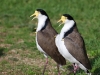 And this is the chorus line. In fact these are called yellow spur-wings, and those spurs are clearly visible