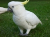 Confident cockatoos browse on the lawns. They\'re completely wild, but oblivious to me a yard away