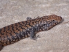 And lizards were sunning themselves on the rocks
