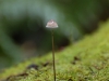 Delicate beauty, a minature umbrella suitable for a ladybird perhaps