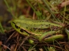 G is also Green-gold Frog, apparently jolly rare and really rather nice
