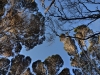 T is for Trees in the afternoon light, the silvery bark having an eerie effect