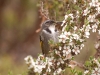 Z is for Zephyr, the breeze that was blowing at Cradle Mountain where we saw this Crescent Honeyeater. Okay, I struggled with Z